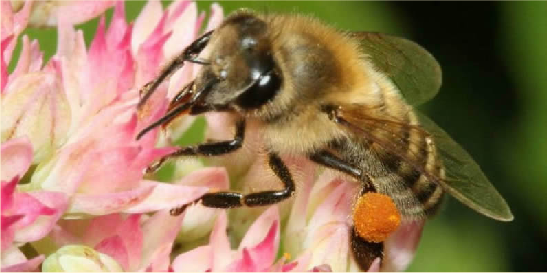 A bee on a flower