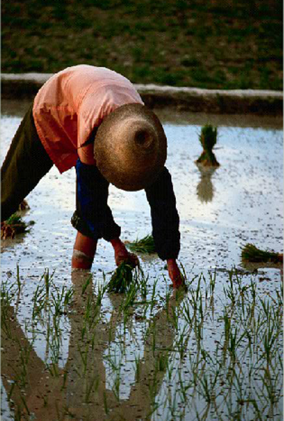 Man tending to a rice paddie