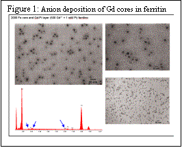 Text Box: Figure 1: Anion deposition of Gd cores in ferritin     