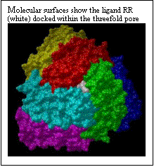 Text Box: Molecular surfaces show the ligand RR (white) docked within the threefold pore       