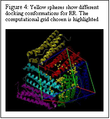 Text Box: Figure 4: Yellow spheres show different docking conformations for RR. The computational grid chosen is highlighted         