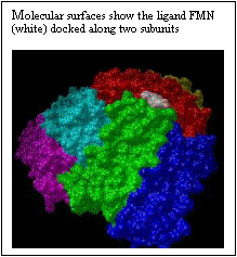 Text Box: Molecular surfaces show the ligand FMN (white) docked along two subunits         