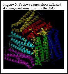 Text Box: Figure 5: Yellow spheres show different docking conformations for the FMN       