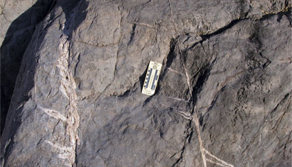 Faulted calcite veins. Geochemical and structural analysis of veins like these provide telling information about ancient fluids that moved through the rocks.
