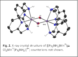 
Fig. 2. X-ray crystal structure of [(Py2NH2)MnIII(m-O)2MnIV(Py2NH2)]3+; counterions not shown.
