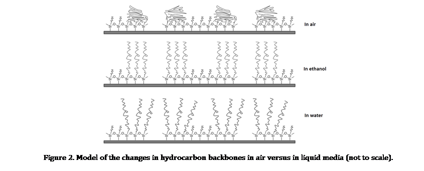 Text Box:
Figure 2. Model of the changes in hydrocarbon backbones in air versus in liquid media (not to scale).
