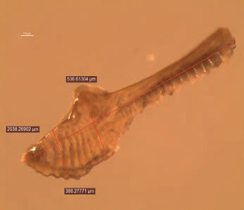 Conodont