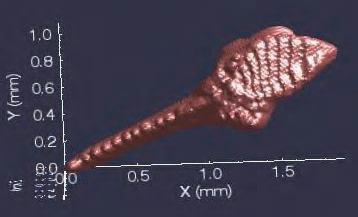 Conodont