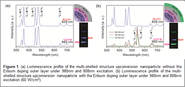 
Figure 2. (a) Luminescence profile of the multi-shelled structure upconversion nanoparticle without the Erbium doping outer layer under 980nm and 808nm excitation. (b) Luminescence profile of the multi-shelled structure upconversion nanoparticle with the Erbium doping outer layer under 980nm and 808nm excitation (60 W/cm2).