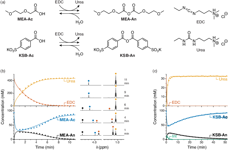 Figure 1. (a) Assembly of simple monoacids MEA-Ac and KSB-Ac into transient anhydrides, fueled by EDC. (b) 1H NMR monitoring of the MEA-Ac system. (c) 1H NMR monitoring of the KSB-Ac system.