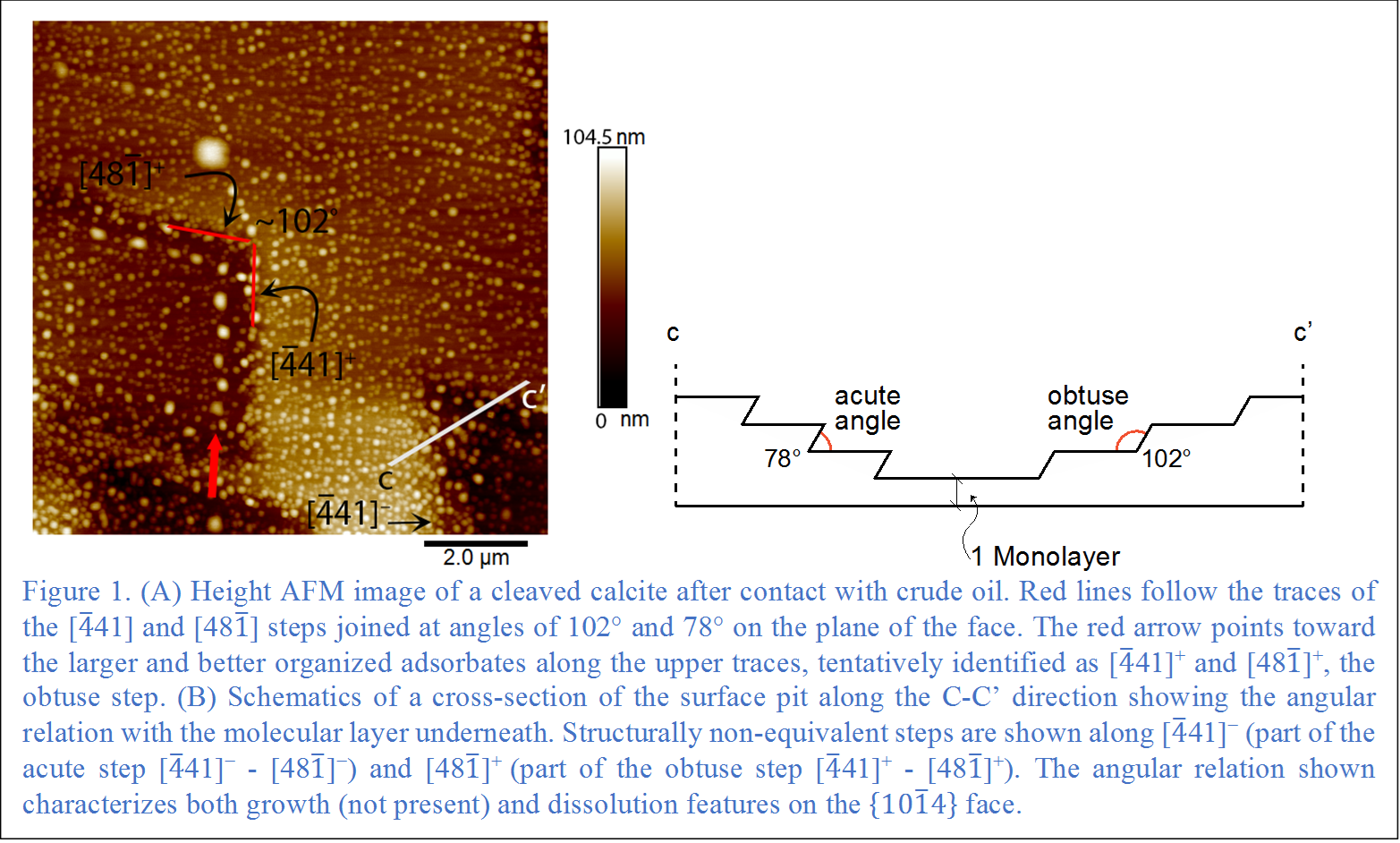 Figure 1. (A) Height AFM image of a cleaved calcite after contact with crude oil. Red lines follow the traces of the [4 ̅41] and [481 ̅] steps joined at angles of 102° and 78° on the plane of the face. The red arrow points toward the larger and better organized adsorbates along the upper traces, tentatively identified as [4 ̅41]+ and [481 ̅]+, the obtuse step. (B) Schematics of a cross-section of the surface pit along the C-C’ direction showing the angular relation with the molecular layer underneath. Structurally non-equivalent steps are shown along [4 ̅41]− (part of the acute step [4 ̅41]− - [481 ̅]−) and [481 ̅]+ (part of the obtuse step [4 ̅41]+ - [481 ̅]+). The angular relation shown characterizes both growth (not present) and dissolution features on the {101 ̅4} face.